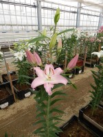 [5384 Sheila TL VZ No01.JPG]